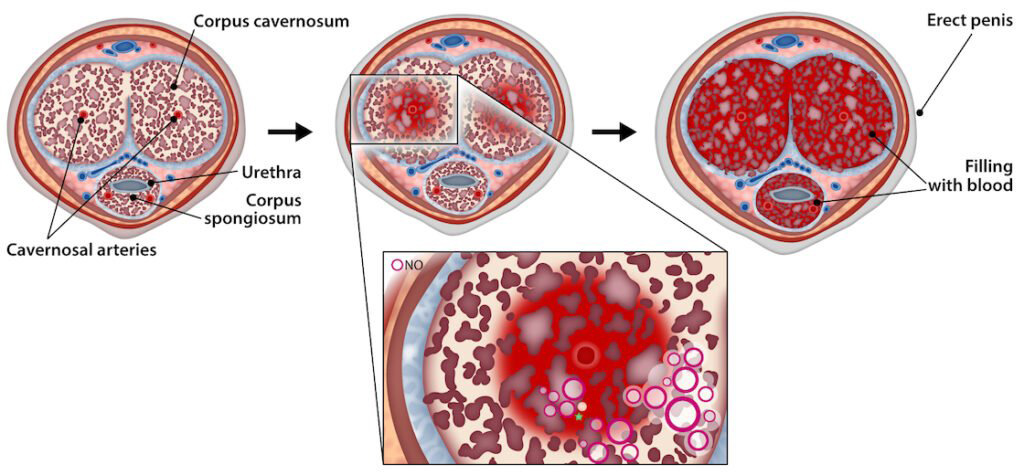 Erectile dysfunction and nitric oxide